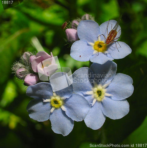 Image of Blue flowers