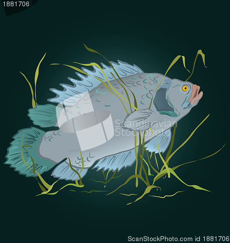 Image of Fish in seaweed  vector