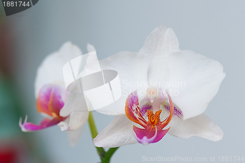 Image of Orchid