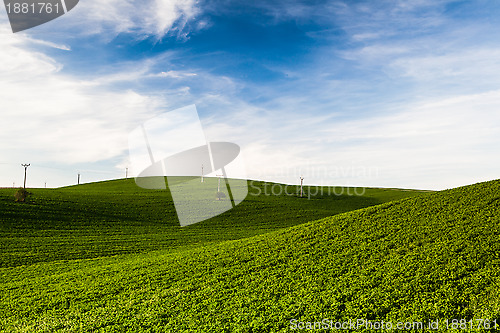 Image of Landscape in the wine region