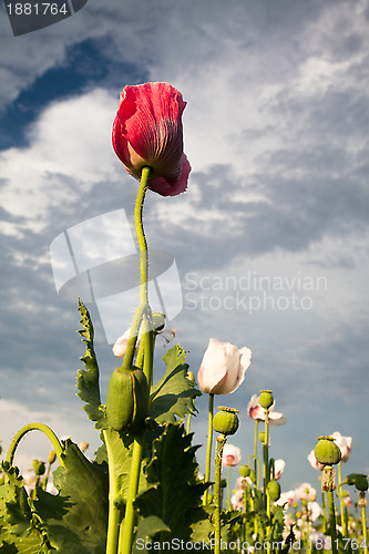 Image of Poppy flowers