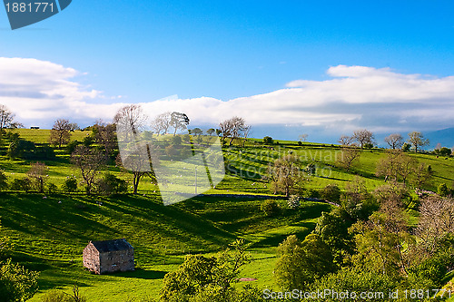 Image of On the pasture