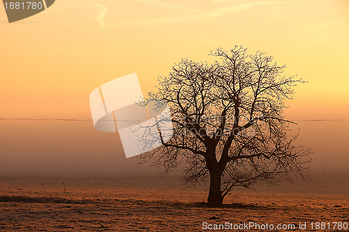 Image of In the morning mist