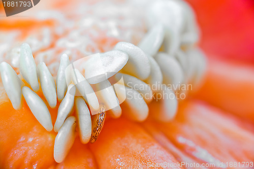 Image of Macro red paprika