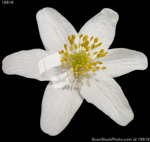 Image of White flower