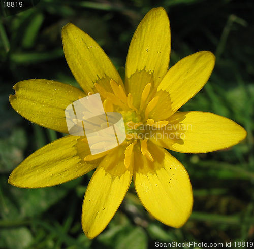Image of Yellow flower