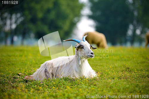 Image of Goat