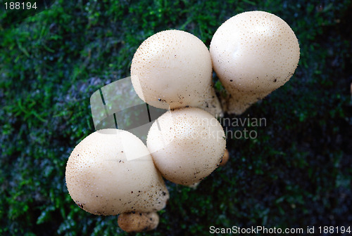 Image of Four mushrooms.