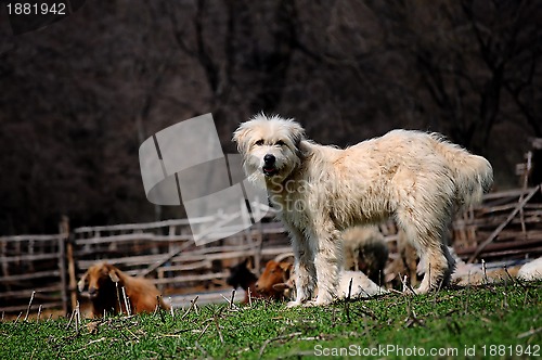 Image of White dog guarding sheep