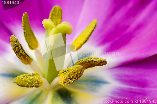 Image of Macro flower