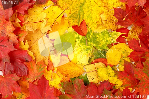Image of Color composition from autumn leaves