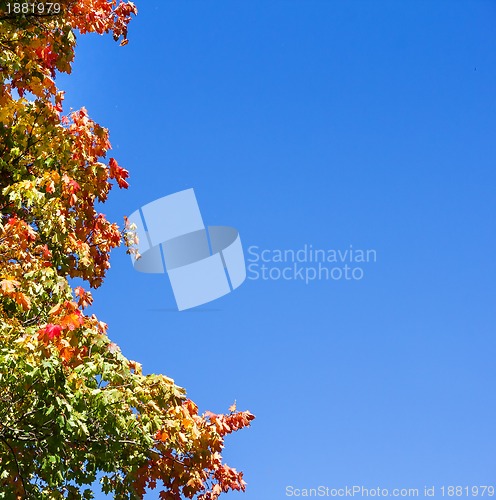 Image of colorful autumn leaves on tree against blue sky