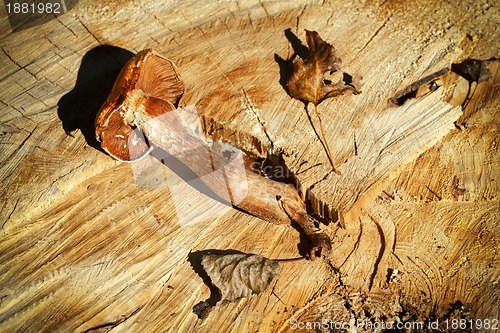 Image of Autumn mushroom over wooden background