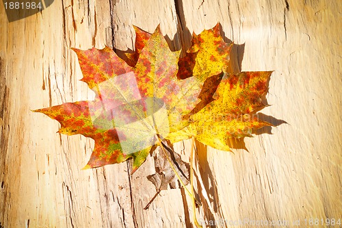 Image of Autumn Leaves over wooden background