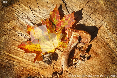 Image of Autumn Leaves and mushroom over wooden background