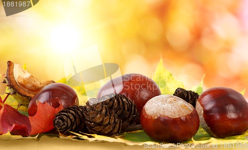 Image of colorful autumn leaves chestnuts and pine cones