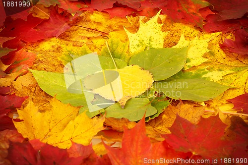 Image of Color composition from autumn leaves