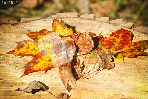 Image of Autumn Leaves and mushroom over wooden background