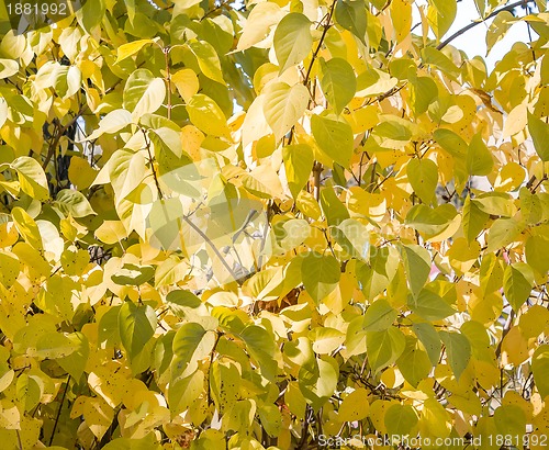 Image of Sunlight goes through autumn green and yellow leaves