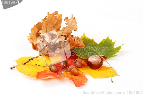 Image of colorful autumn leaves chestnuts and acorn on white