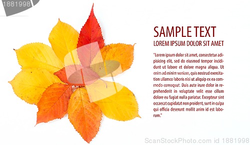 Image of autumn leaf text template on white background
