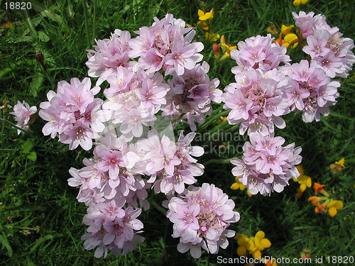 Image of Pink flowers