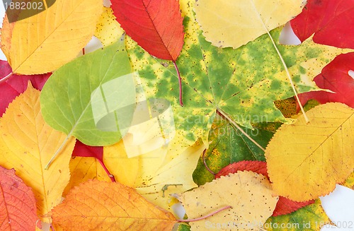 Image of Color composition from autumn leaves