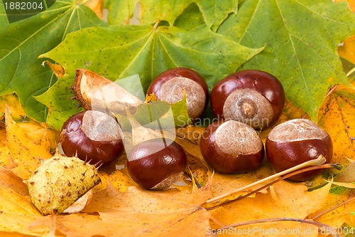 Image of colorful autumn leaves and chestnuts
