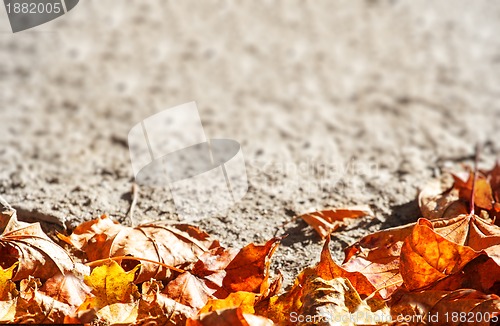 Image of dry autumn leaves background