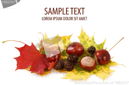 Image of colorful autumn leaves chestnuts and cones on white
