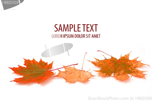 Image of autumn maple leaf on white background