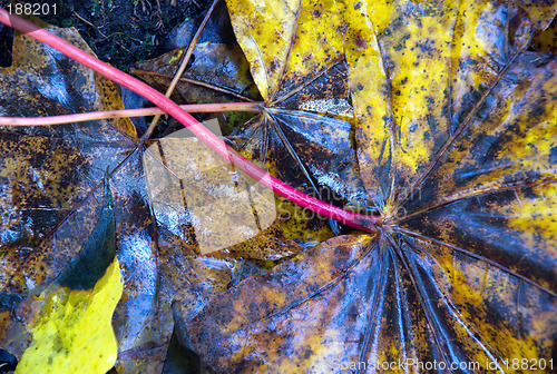 Image of Leaves on the ground.