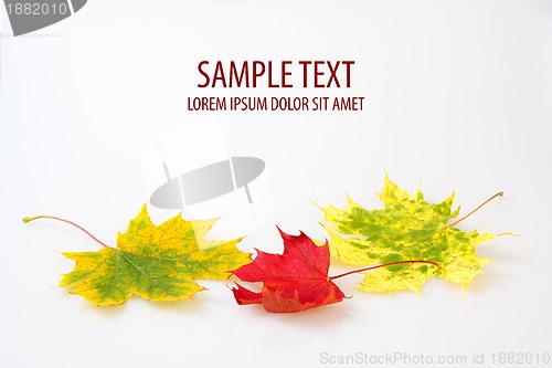 Image of autumn maple leaf on white background