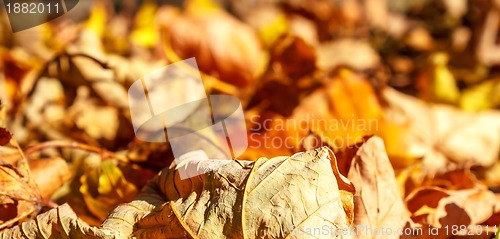 Image of dry autumn leaves background