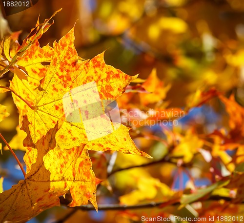 Image of Autumn background