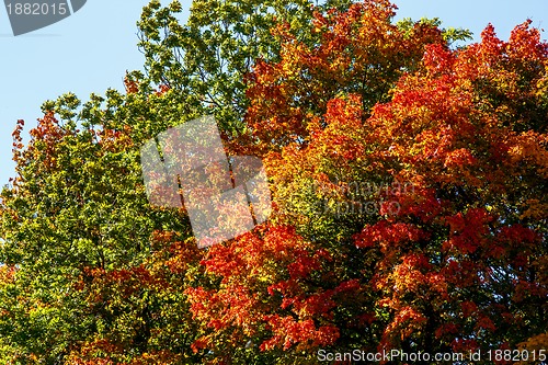 Image of colorful autumn leaves on tree in park