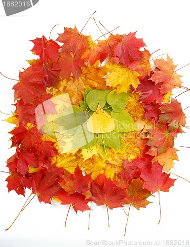 Image of Color composition from autumn leaves