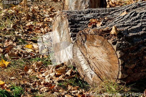 Image of block of wood and autumn foliage