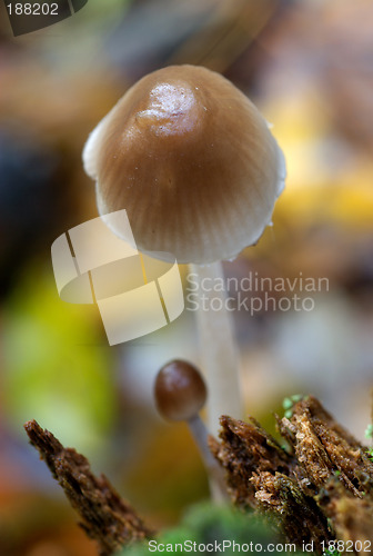 Image of A tiny mushroom.