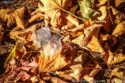 Image of dry autumn leaves background