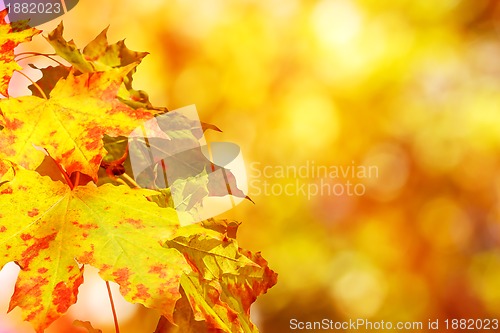 Image of autumn background with boked