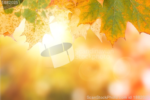 Image of autumn maple leave background with boked