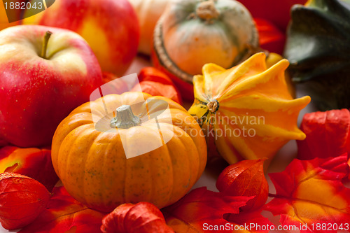 Image of Pumpkins for Halloween