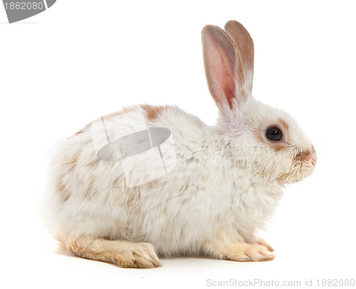 Image of White small rabbit