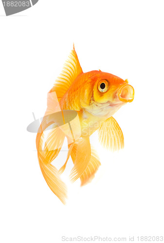 Image of Goldfish