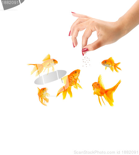 Image of Woman feeding goldfishes