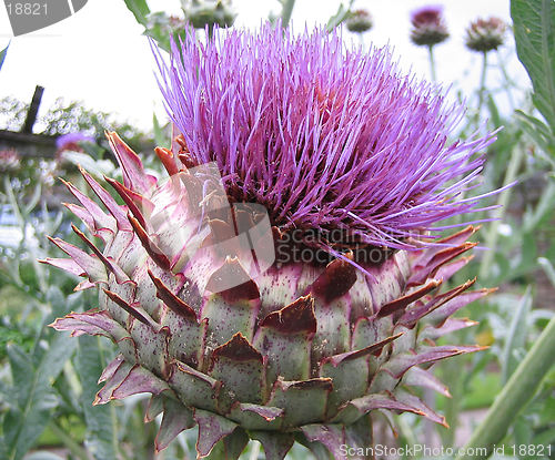 Image of Pink thistle