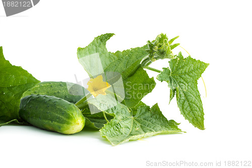 Image of The cucumber white flowers 