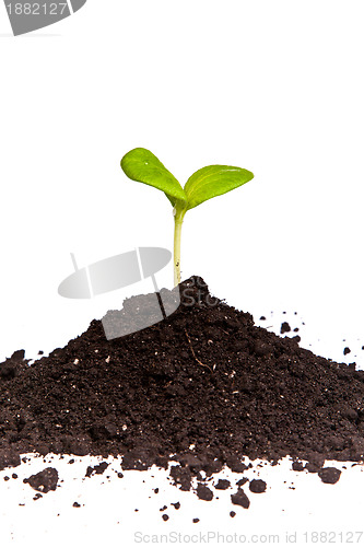 Image of Heap dirt with a green plant sprout isolated