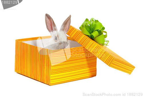 Image of The rabbit in the yellow box